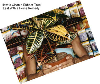 How to Clean a Rubber-Tree Leaf With a Home Remedy