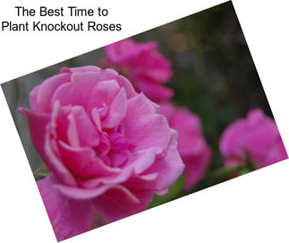 The Best Time to Plant Knockout Roses