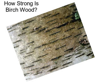 How Strong Is Birch Wood?