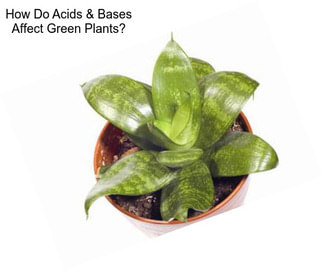 How Do Acids & Bases Affect Green Plants?