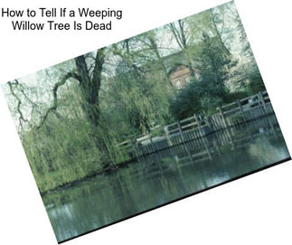 How to Tell If a Weeping Willow Tree Is Dead