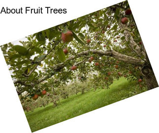 About Fruit Trees