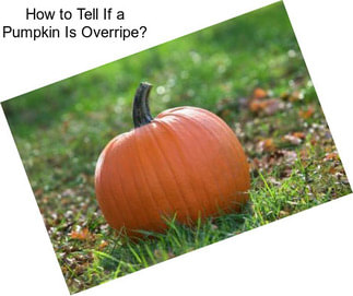 How to Tell If a Pumpkin Is Overripe?