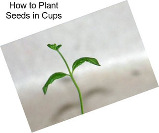 How to Plant Seeds in Cups