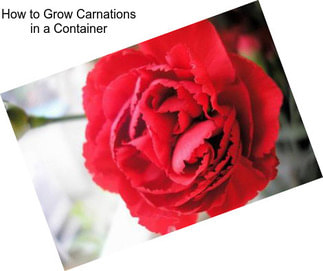 How to Grow Carnations in a Container
