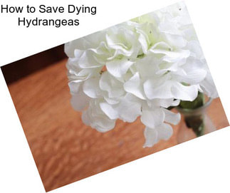 How to Save Dying Hydrangeas