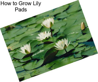 How to Grow Lily Pads