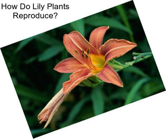 How Do Lily Plants Reproduce?