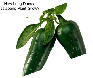 How Long Does a Jalapeno Plant Grow?