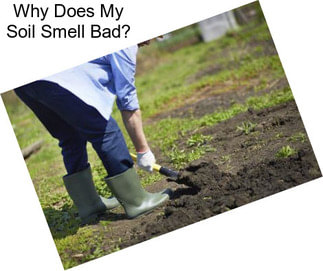 Why Does My Soil Smell Bad?