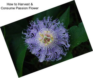 How to Harvest & Consume Passion Flower