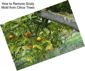 How to Remove Sooty Mold from Citrus Trees