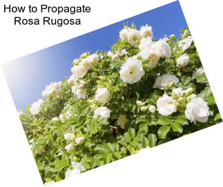 How to Propagate Rosa Rugosa