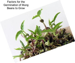 Factors for the Germination of Mung Beans to Grow
