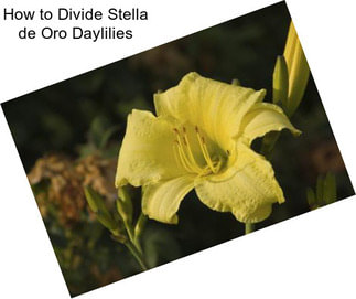 How to Divide Stella de Oro Daylilies