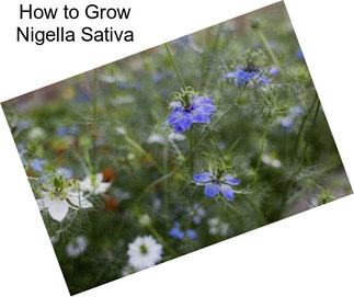 How to Grow Nigella Sativa