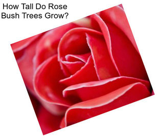 How Tall Do Rose Bush Trees Grow?