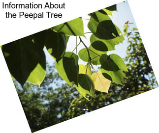 Information About the Peepal Tree