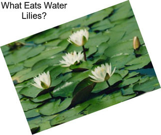 What Eats Water Lilies?