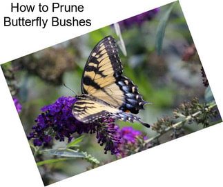 How to Prune Butterfly Bushes
