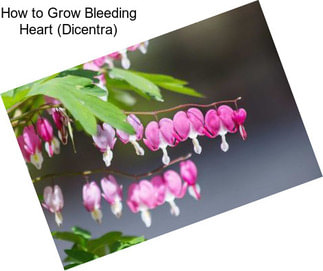 How to Grow Bleeding Heart (Dicentra)