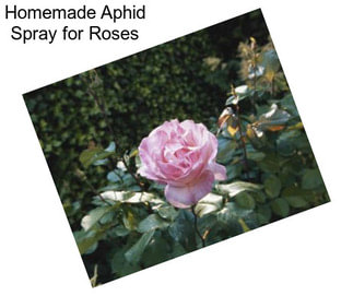 Homemade Aphid Spray for Roses