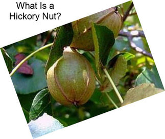 What Is a Hickory Nut?