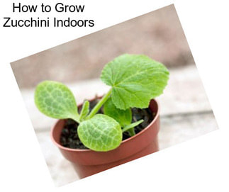 How to Grow Zucchini Indoors