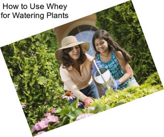 How to Use Whey for Watering Plants