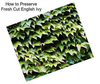 How to Preserve Fresh Cut English Ivy