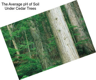 The Average pH of Soil Under Cedar Trees