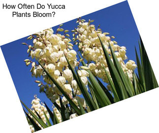 How Often Do Yucca Plants Bloom?