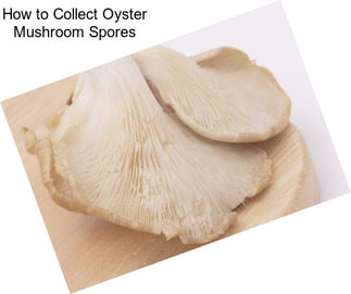 How to Collect Oyster Mushroom Spores