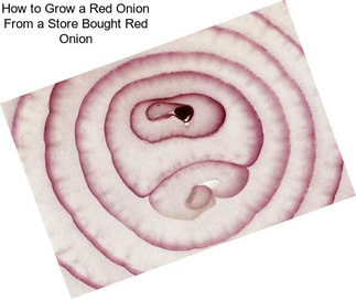 How to Grow a Red Onion From a Store Bought Red Onion
