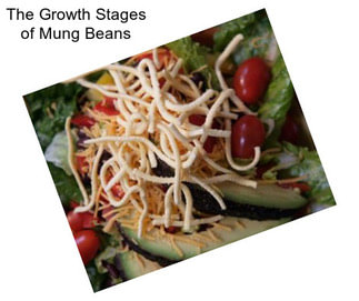 The Growth Stages of Mung Beans