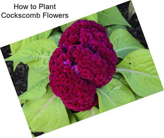 How to Plant Cockscomb Flowers