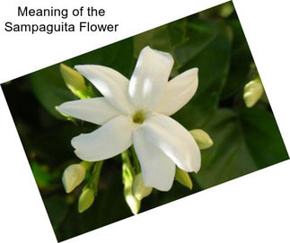 Meaning of the Sampaguita Flower