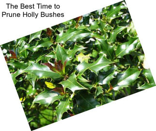 The Best Time to Prune Holly Bushes