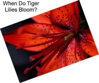 When Do Tiger Lilies Bloom?