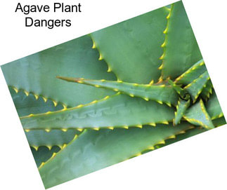 Agave Plant Dangers