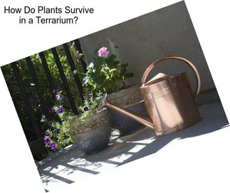 How Do Plants Survive in a Terrarium?