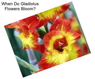 When Do Gladiolus Flowers Bloom?