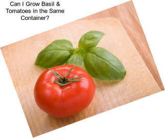 Can I Grow Basil & Tomatoes in the Same Container?