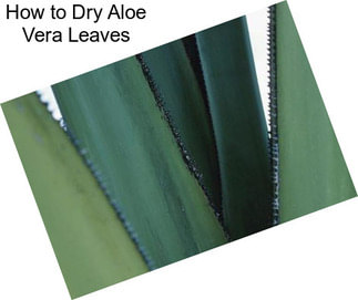 How to Dry Aloe Vera Leaves