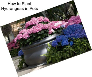 How to Plant Hydrangeas in Pots