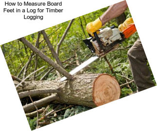 How to Measure Board Feet in a Log for Timber Logging