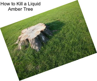 How to Kill a Liquid Amber Tree