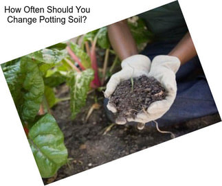 How Often Should You Change Potting Soil?