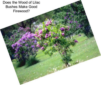 Does the Wood of Lilac Bushes Make Good Firewood?