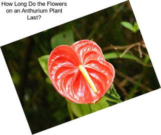 How Long Do the Flowers on an Anthurium Plant Last?